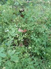 Ceratocapnos claviculata