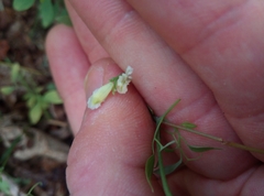 Ceratocapnos claviculata