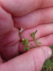 Ceratocapnos claviculata