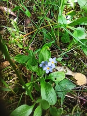 Myosotis sylvatica