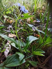 Myosotis sylvatica