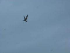 Sternula antillarum browni