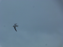 Sternula antillarum browni