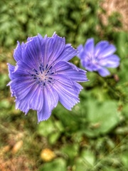 Cichorium intybus