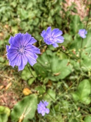 Cichorium intybus