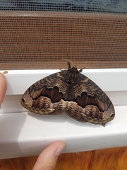Brahmaea lunulata