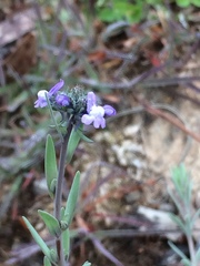 Linaria arvensis