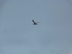 Sternula antillarum browni