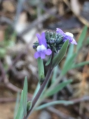 Linaria arvensis