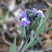 Linaria arvensis - Photo (c) jessesaillard, algunos derechos reservados (CC BY-NC), subido por jessesaillard