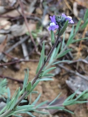 Linaria arvensis