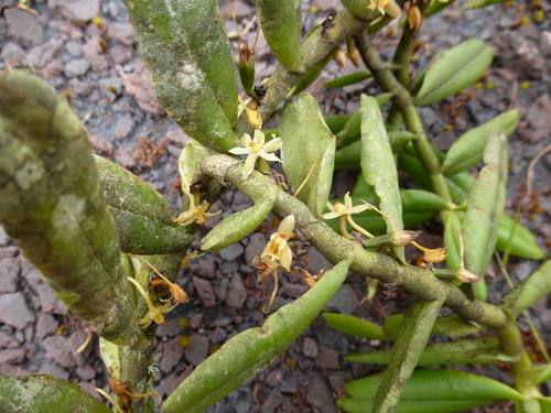 Tridactyle anthomaniaca