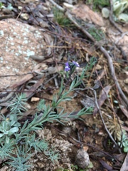 Linaria arvensis
