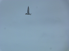 Sternula antillarum browni