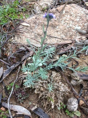Linaria arvensis