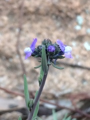 Linaria arvensis