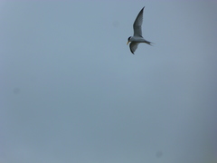 Sternula antillarum browni