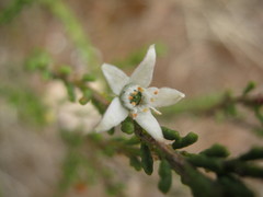 Philotheca angustifolia