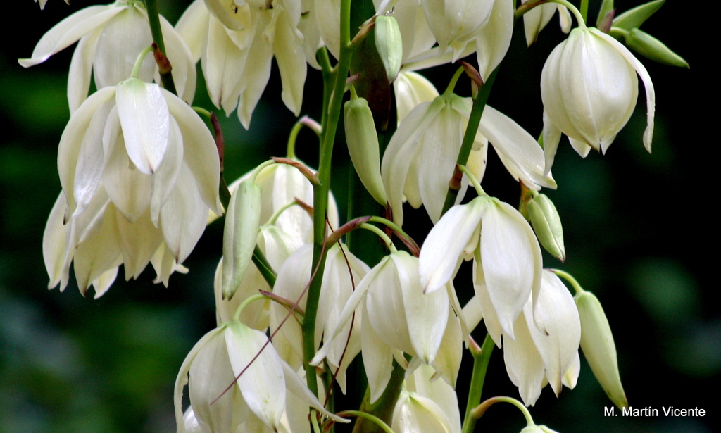 Curve-leaf Yucca