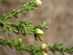 Philotheca angustifolia