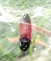 Ampedus balteatus