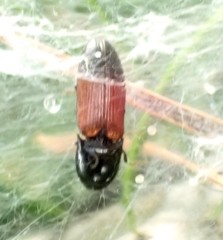 Ampedus balteatus