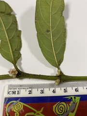 Lasianthus chlorocarpus