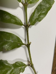 Lasianthus chlorocarpus