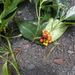Psychotria calva - Photo (c) Carel Jongkind, osa oikeuksista pidätetään (CC BY-NC), lähettänyt Carel Jongkind