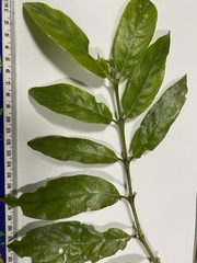 Lasianthus chlorocarpus