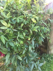 Passiflora antioquiensis