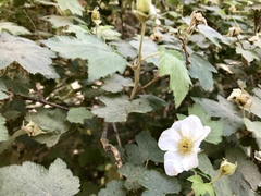 Rubus neomexicanus