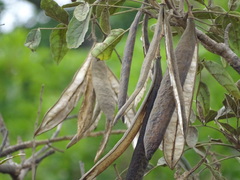 Heterophragma quadriloculare