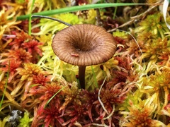 Arrhenia sphagnicola