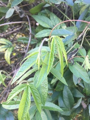 Passiflora antioquiensis