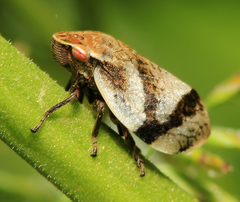 Lepyronia coleoptrata