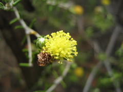 Microcybe pauciflora