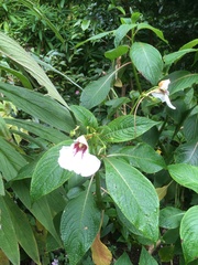 Impatiens tinctoria