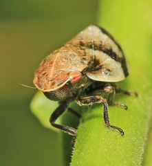 Lepyronia coleoptrata