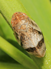 Lepyronia coleoptrata