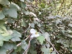 Rubus neomexicanus