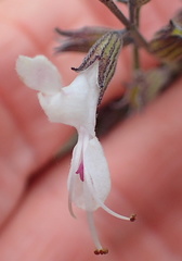 Syncolostemon argenteus