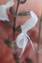 Syncolostemon argenteus