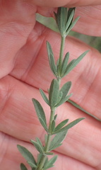 Syncolostemon argenteus