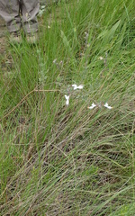 Syncolostemon argenteus
