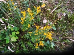 Genista tinctoria
