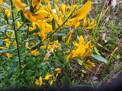 Genista tinctoria