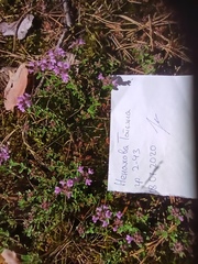 Thymus serpyllum