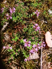 Thymus serpyllum