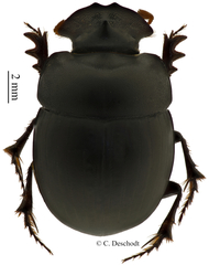 Metacatharsius opacus